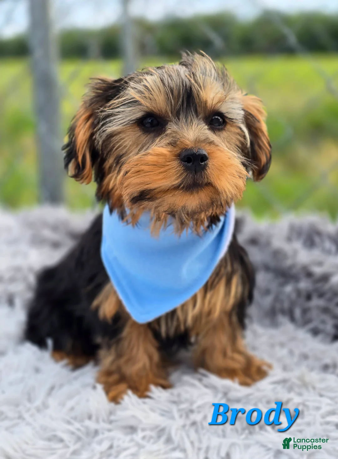 Yorkshire Terrier dogs for sale: Brody - Ad 2