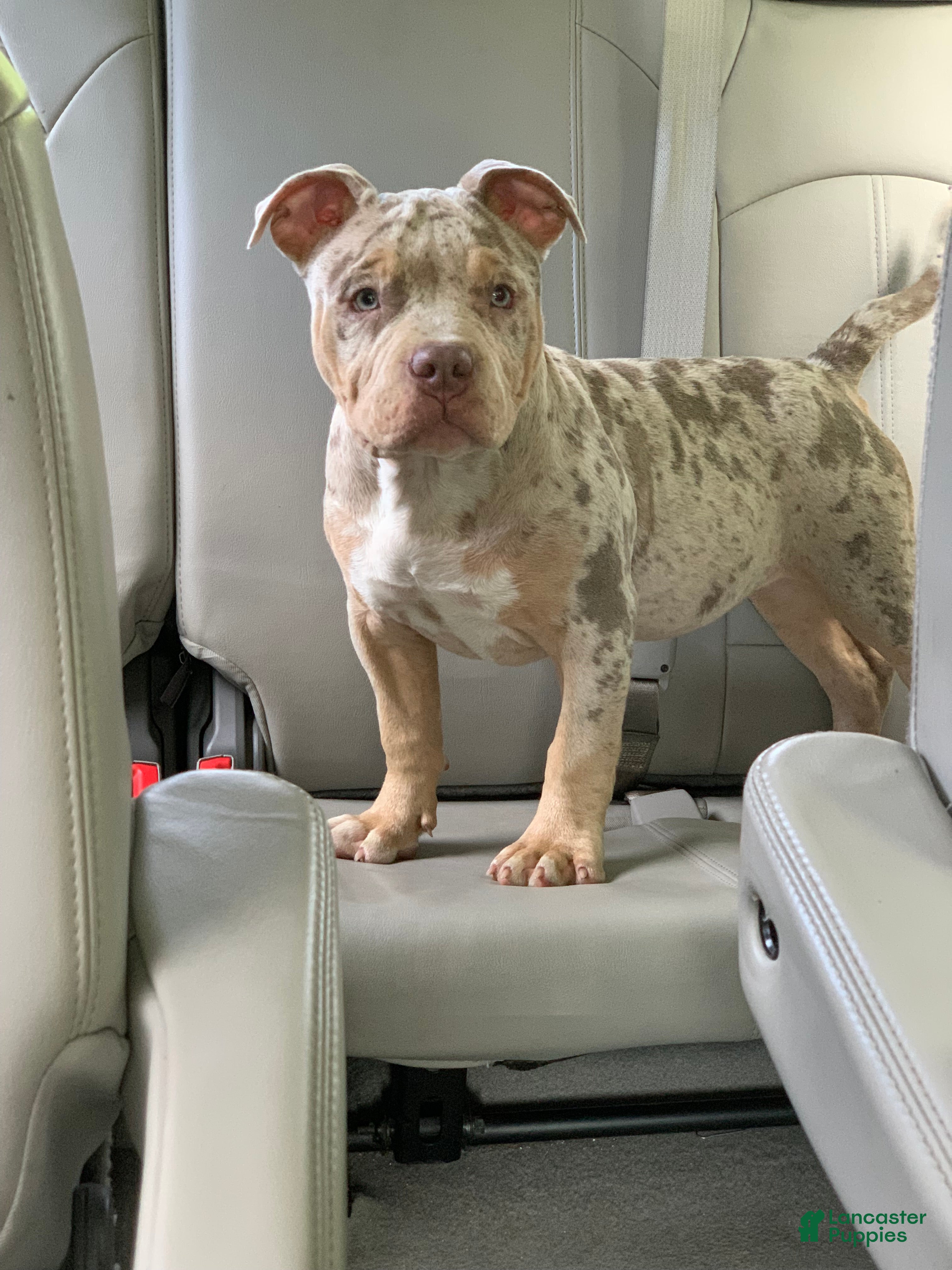 American Bully dogs Reign  - Ad 22