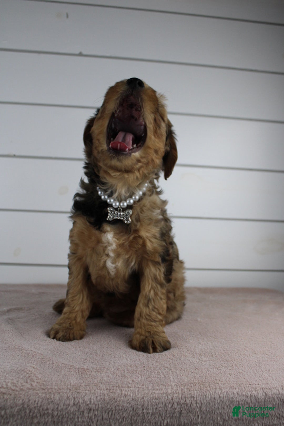 Yorkiepoo dogs for sale: GUNNER - Ad 4