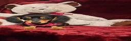 Miniature Dachshund dogs for sale: CINDER - Ad 3