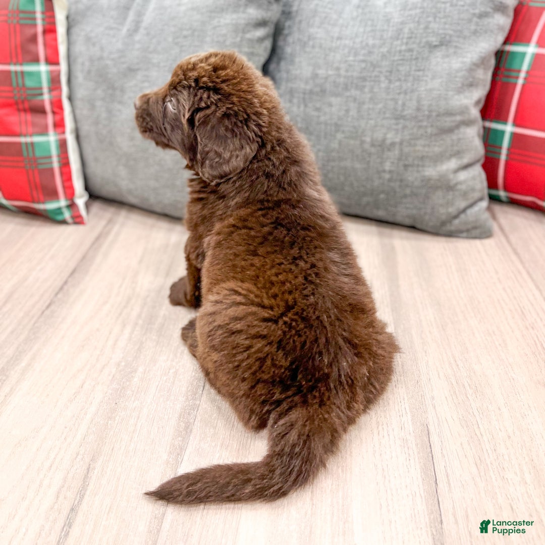 Newfoundland dogs for sale: Bella - Ad 5