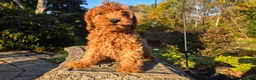 Cavapoo dogs for sale: Bryce - Ad 10