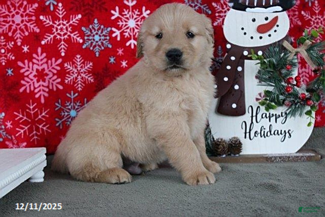 Golden Retriever dogs for sale: Cider - Ad 3