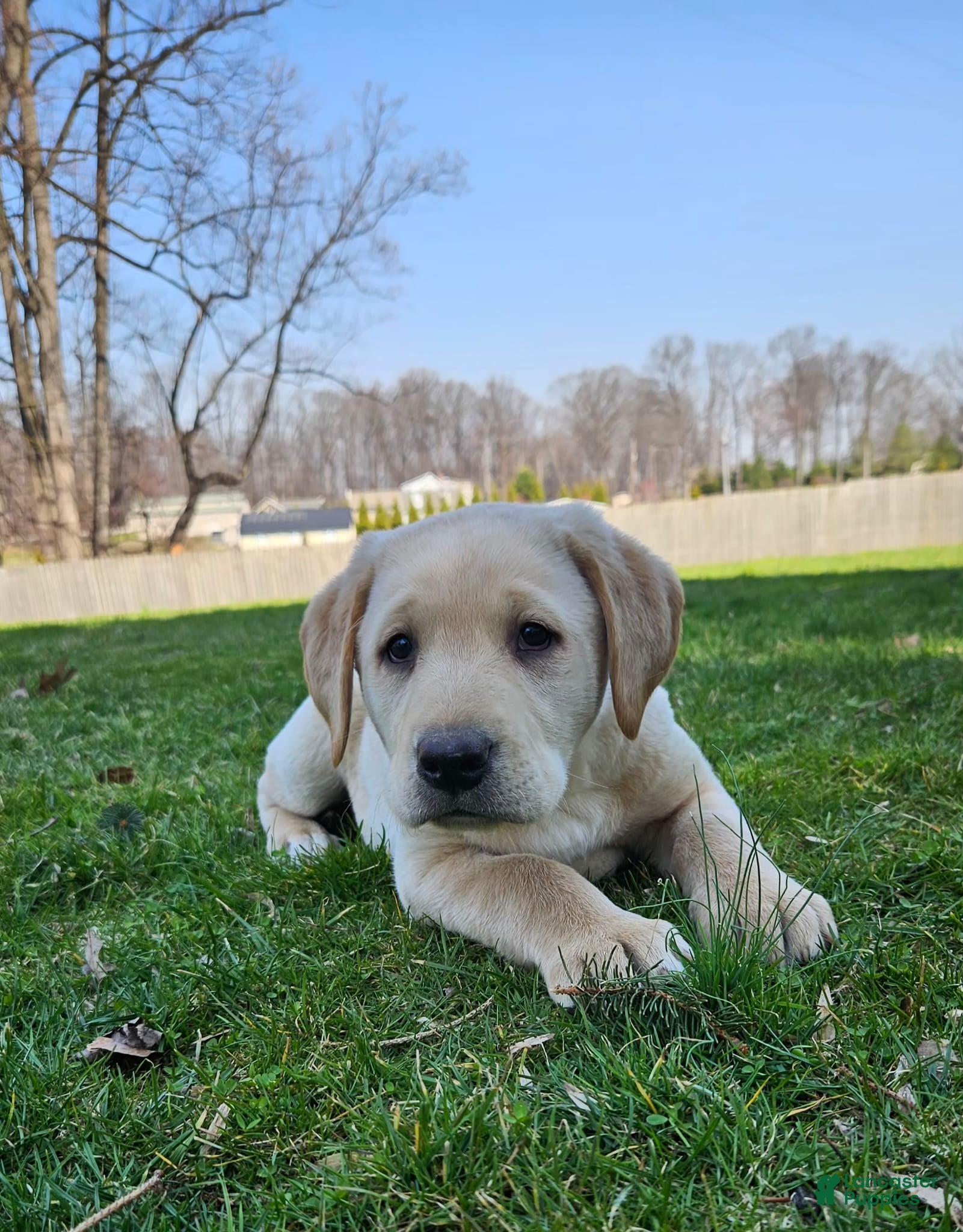 Labrador Retriever dogs King - Ad 2