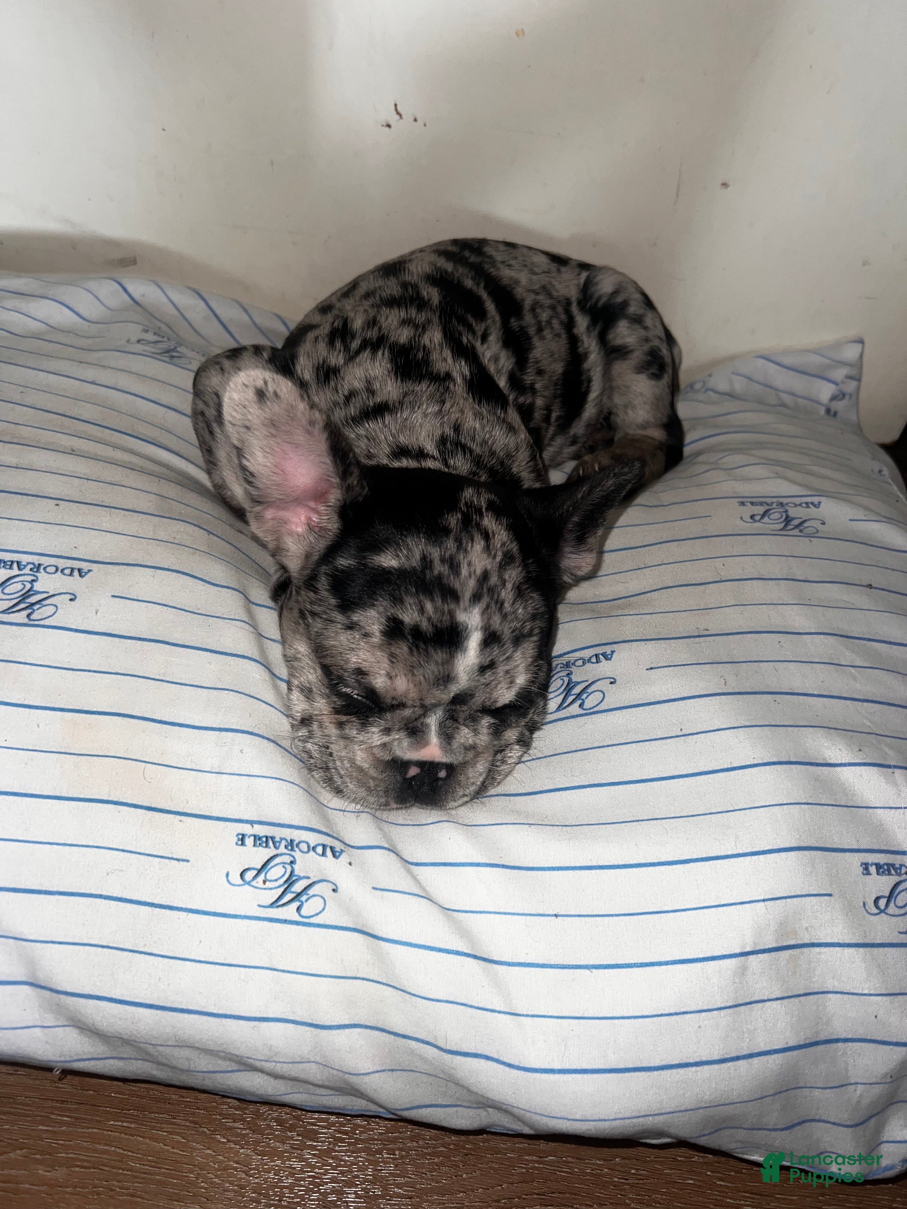 French Bulldog dogs French Bulldog 1 - Ad 42