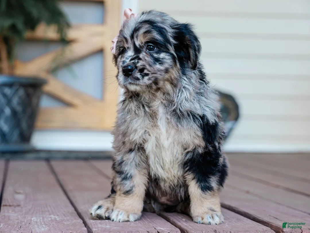 Mixed Breed dogs for sale: Cassie Golden Retriever/Jug Pup - Ad 2