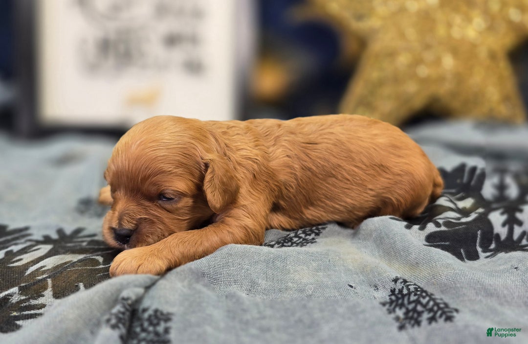 Cavapoo dogs for sale: Beanie - Ad 5