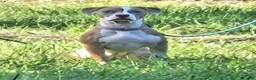 American Pit Bull Terrier dogs for sale: American Pit Bull Terrier Puppy 5 - Ad 46