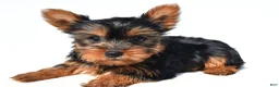 Yorkshire Terrier dogs for sale: Trisha - Ad 3