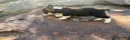 Welsh Corgi Pembroke dogs for sale: Holly - Ad 11