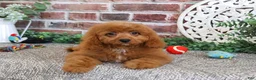 Cavapoo dogs for sale: Donut - Ad 2