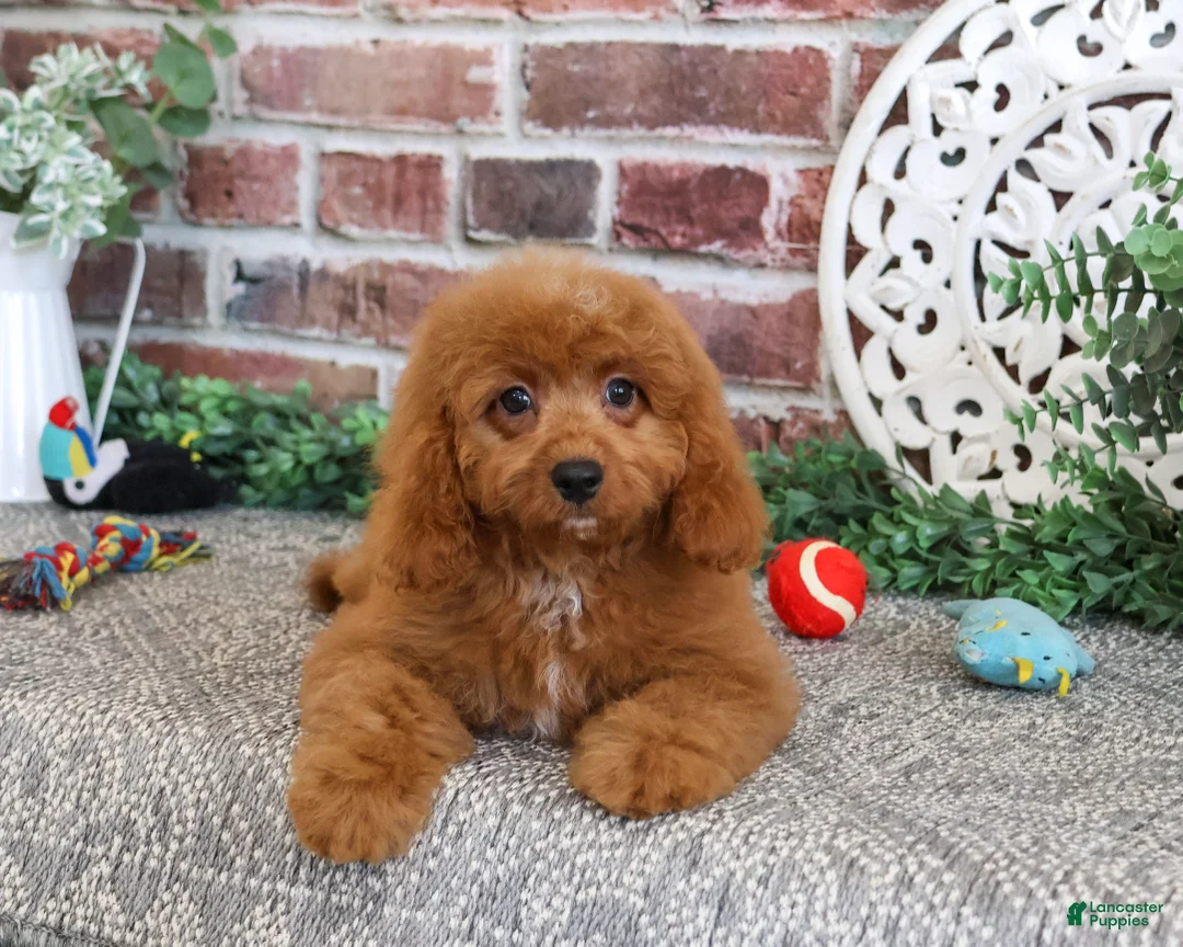 Cavapoo dogs for sale: Donut - Ad 2