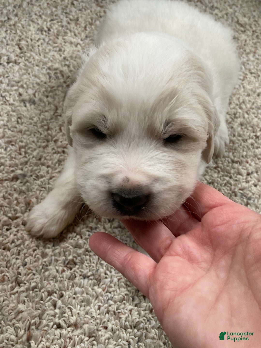 Great Pyrenees dogs for sale: Great Pyrenees Male Puppy - Green  - Ad 8
