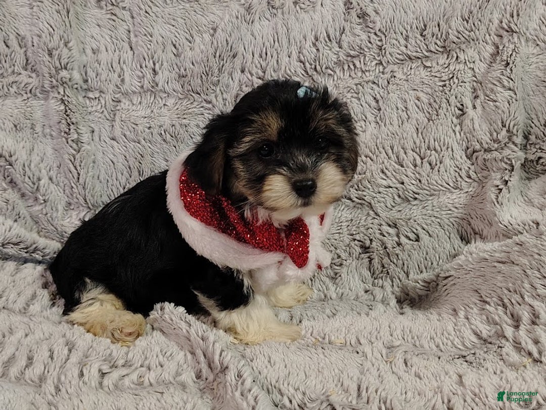 Yorkiepoo dogs for sale: Dandy - Ad 5
