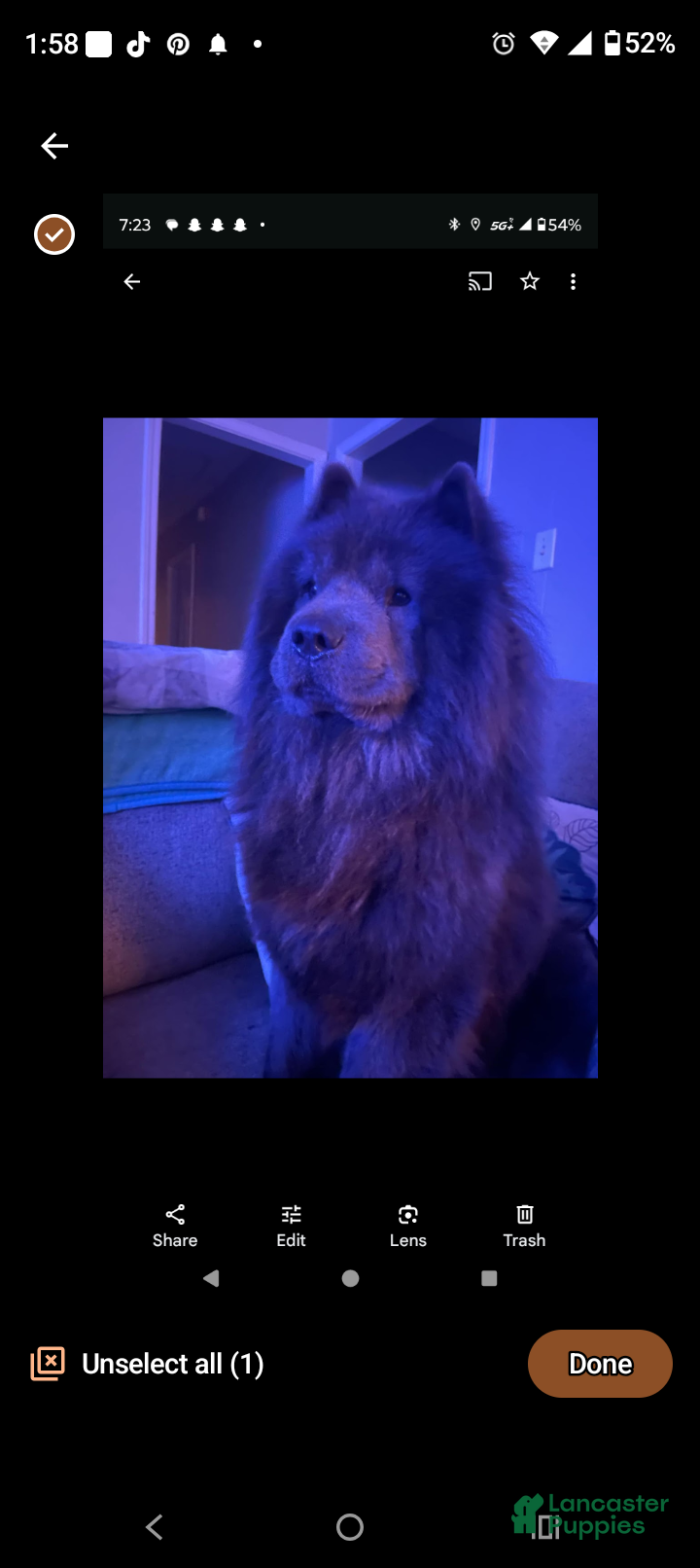 Chow Chow dogs for sale: Chow Chow Puppy 5 - Ad 1