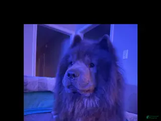 Chow Chow dogs Chow Chow Puppy 5 - Ad 1