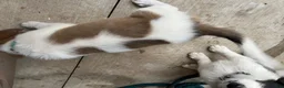 Mixed Breed dogs for sale: Mixed Breed Puppy #9 - Ad 4