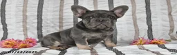 French Bulldog dogs for sale: Ollie  - Ad 1