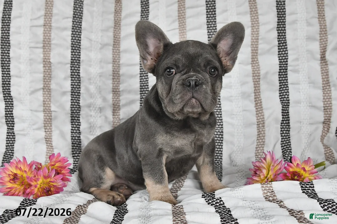 French Bulldog dogs for sale: Ollie  - Ad 1