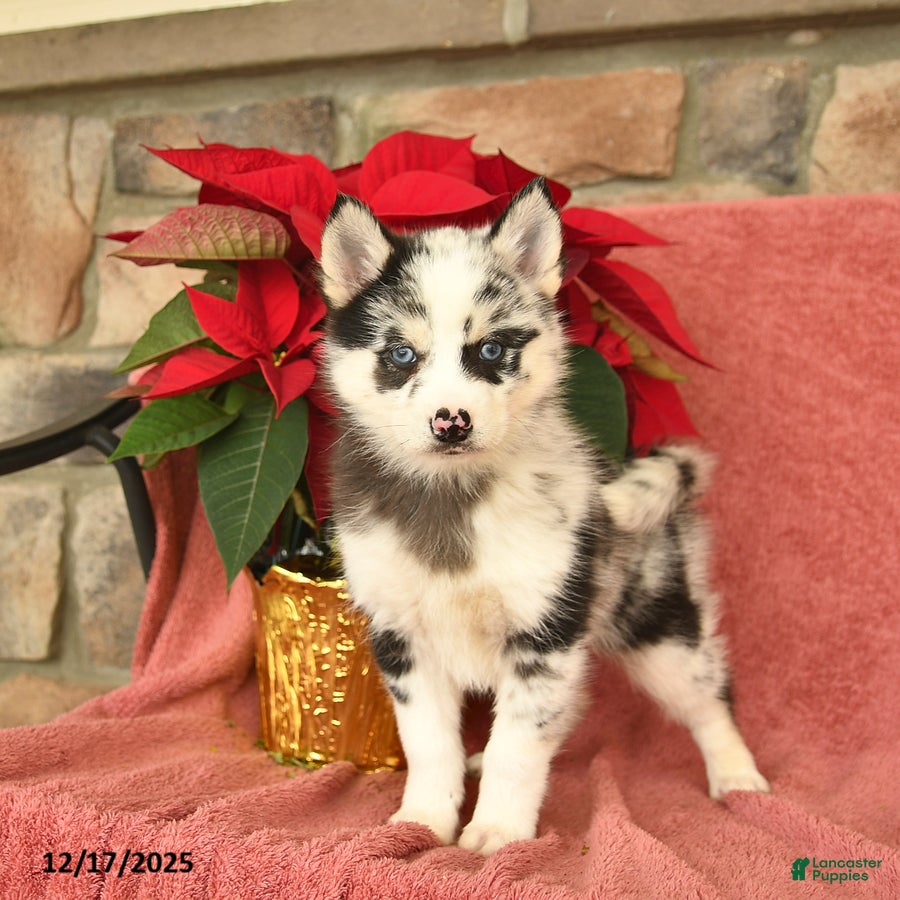 Pomsky dogs Boots  - Ad 28