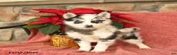 Pomsky dogs for sale: Boots  - Ad 1