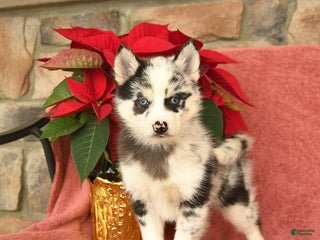 Pomsky dogs Boots - Ad 28