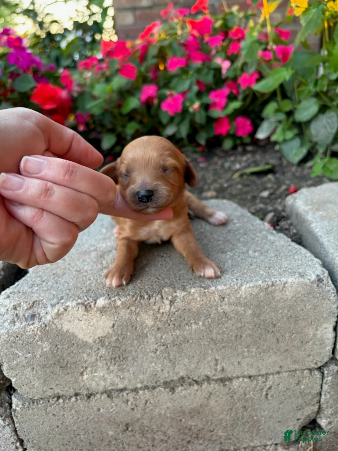 Cavapoo dogs for sale: Girl 3 - Ad 3