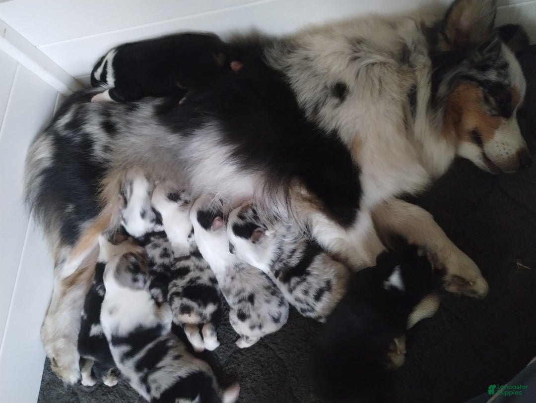 Miniature Australian Shepherd dogs for sale: Nickel - Ad 17