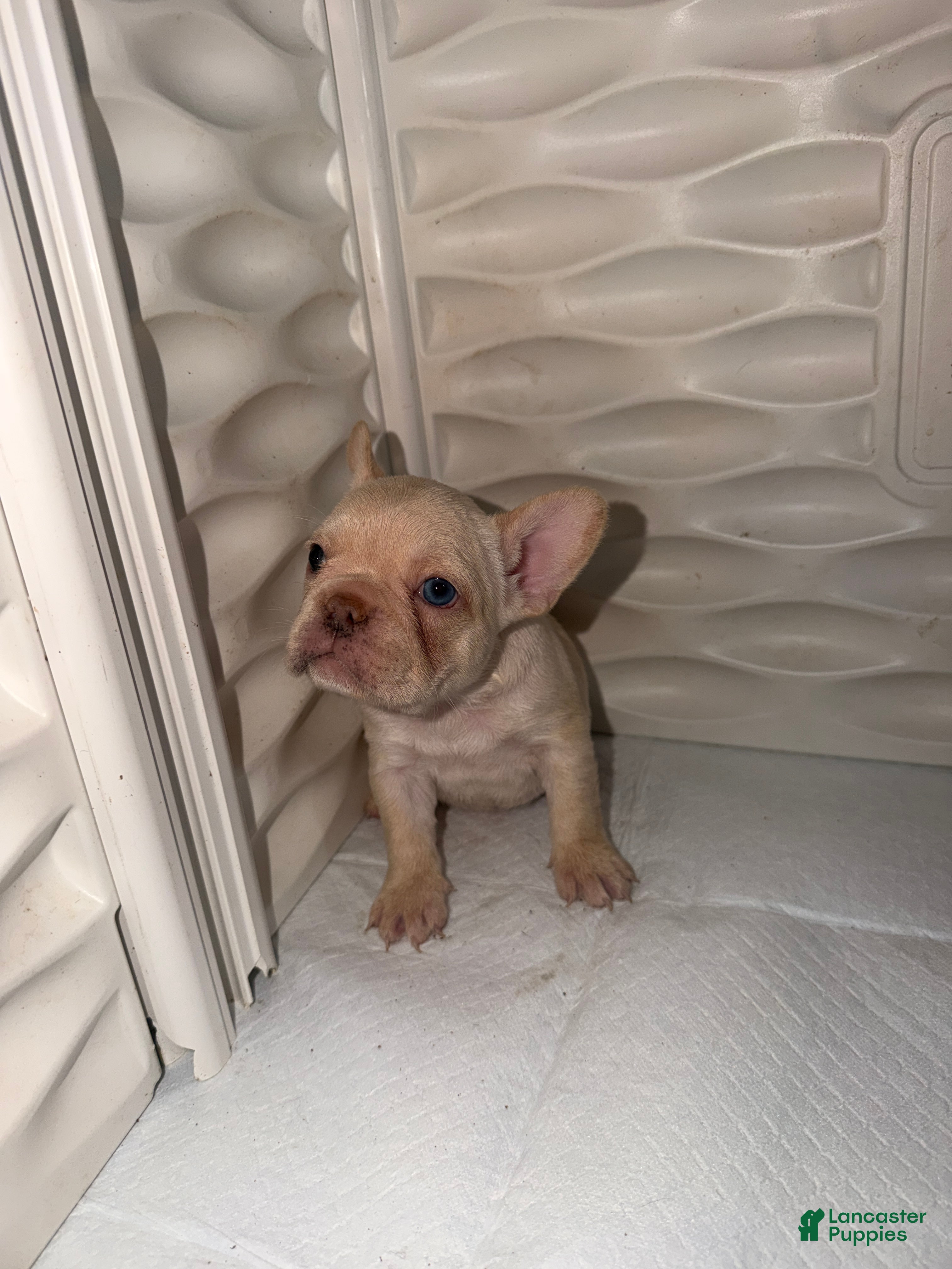 French Bulldog dogs Snow - Ad 2