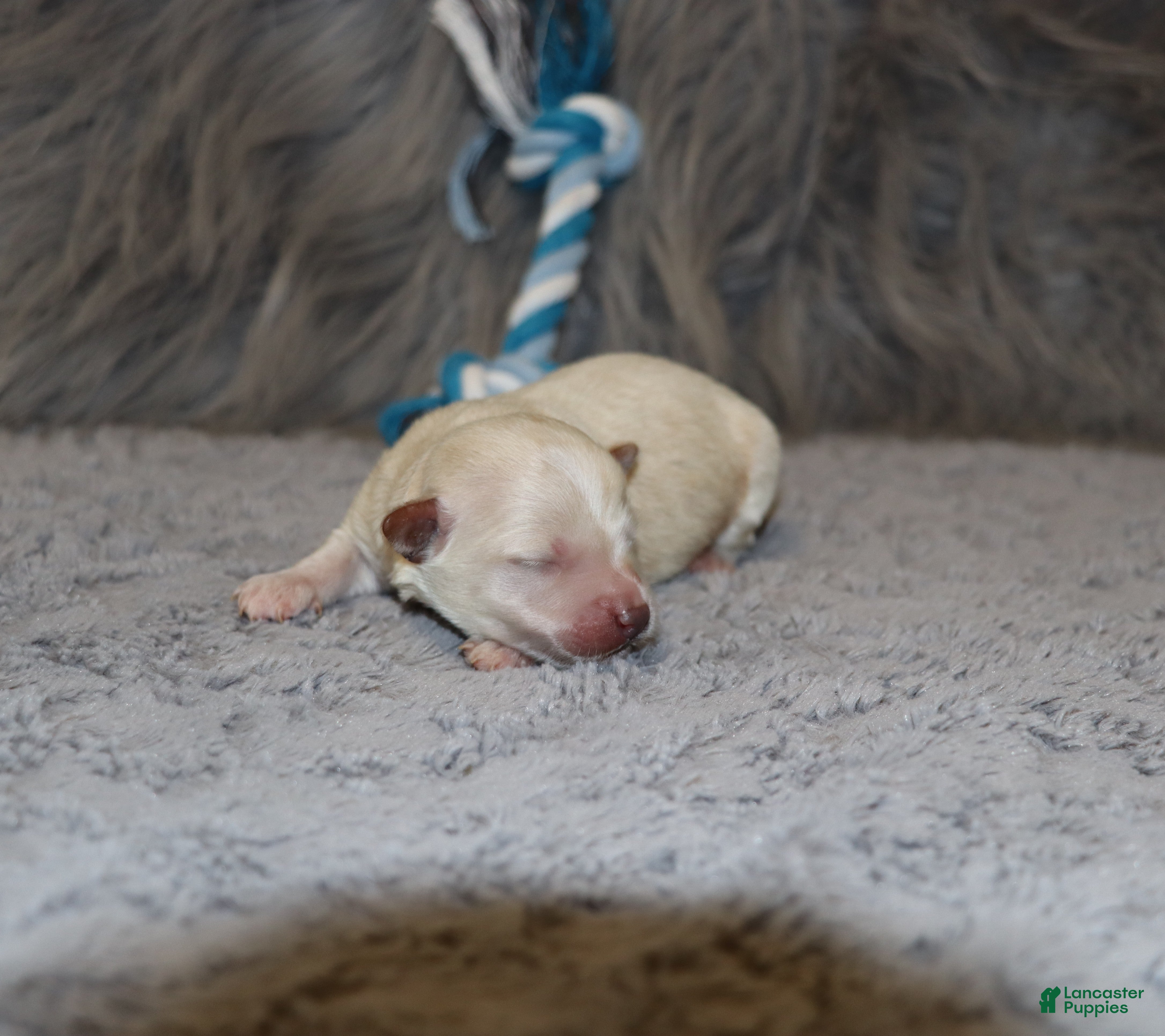 Havapoo dogs Parker 💙 Miniature - Ad 2