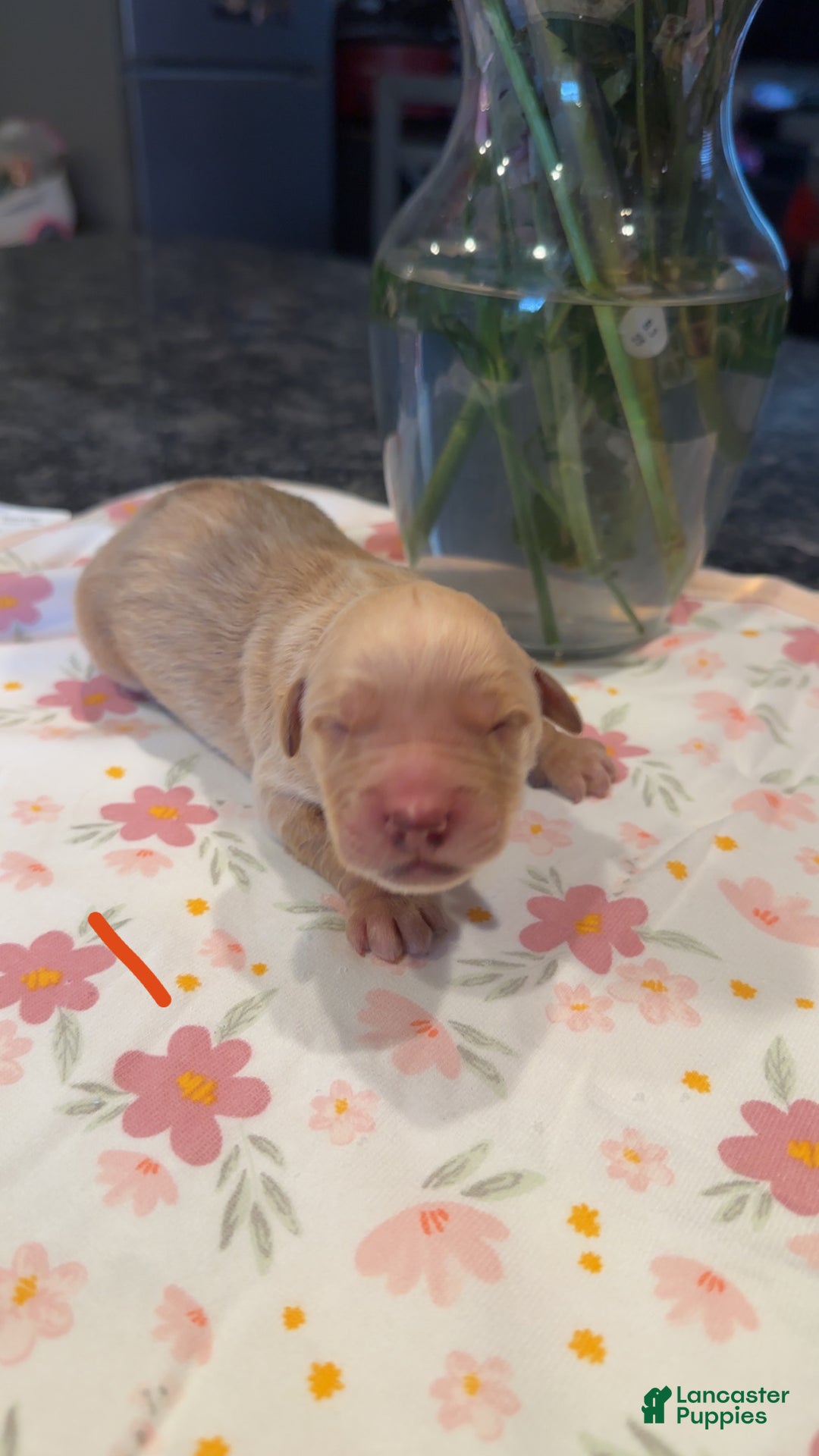 Golden Retriever dogs for sale: Red - Ad 1