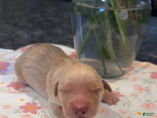 Golden Retriever dogs Red - Ad 9