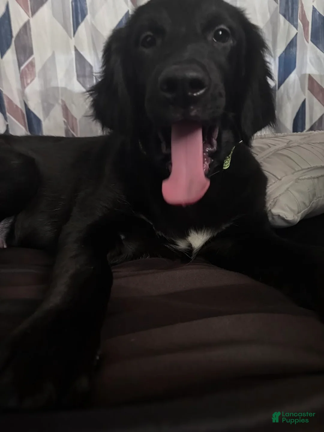 Labradoodle dogs for sale: Hunter - Ad 5