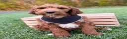 Irish Doodle dogs for sale: Cody - Ad 20