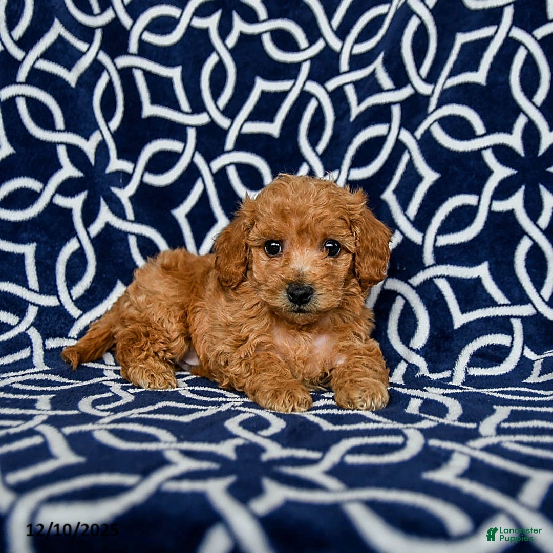 Bichpoo dogs for sale: Ralph - Ad 3