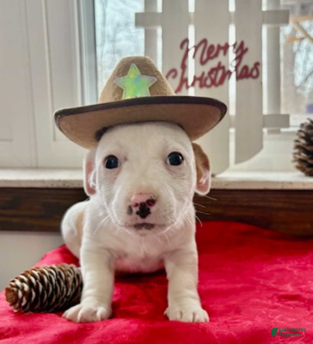 Jack Russell Terrier dogs for sale: Isaiah - Ad 3