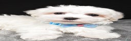 Maltese dogs for sale: Waldo - Ad 2