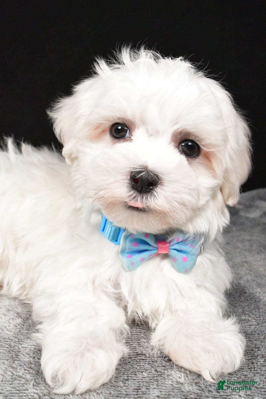 Maltese dogs for sale: Waldo - Ad 2