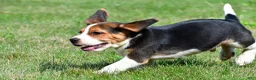 Beagle dogs for sale: Cash - Ad 10