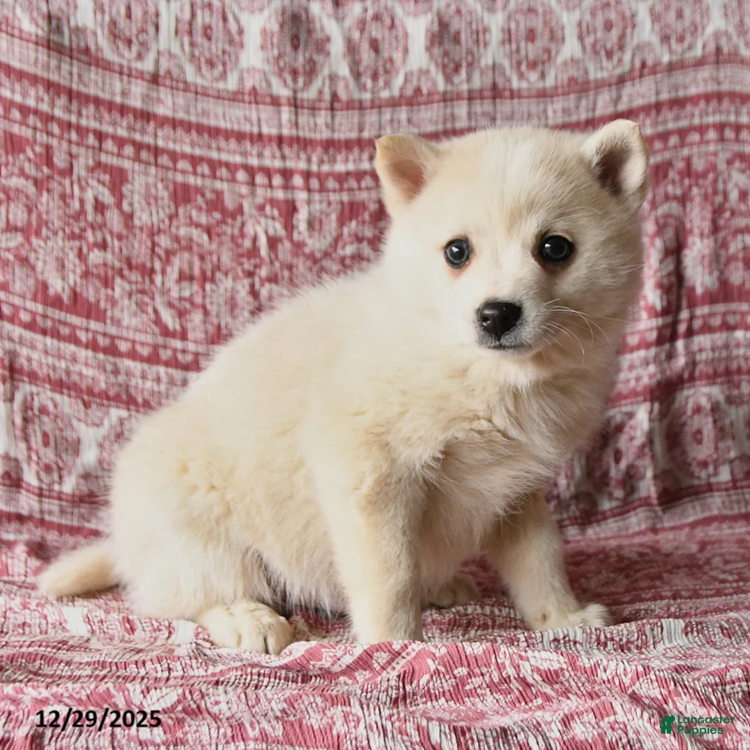 Pomsky dogs for sale: Lewis - Ad 2