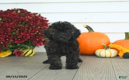 Mini Goldendoodle dogs for sale: Coconut - Image 12