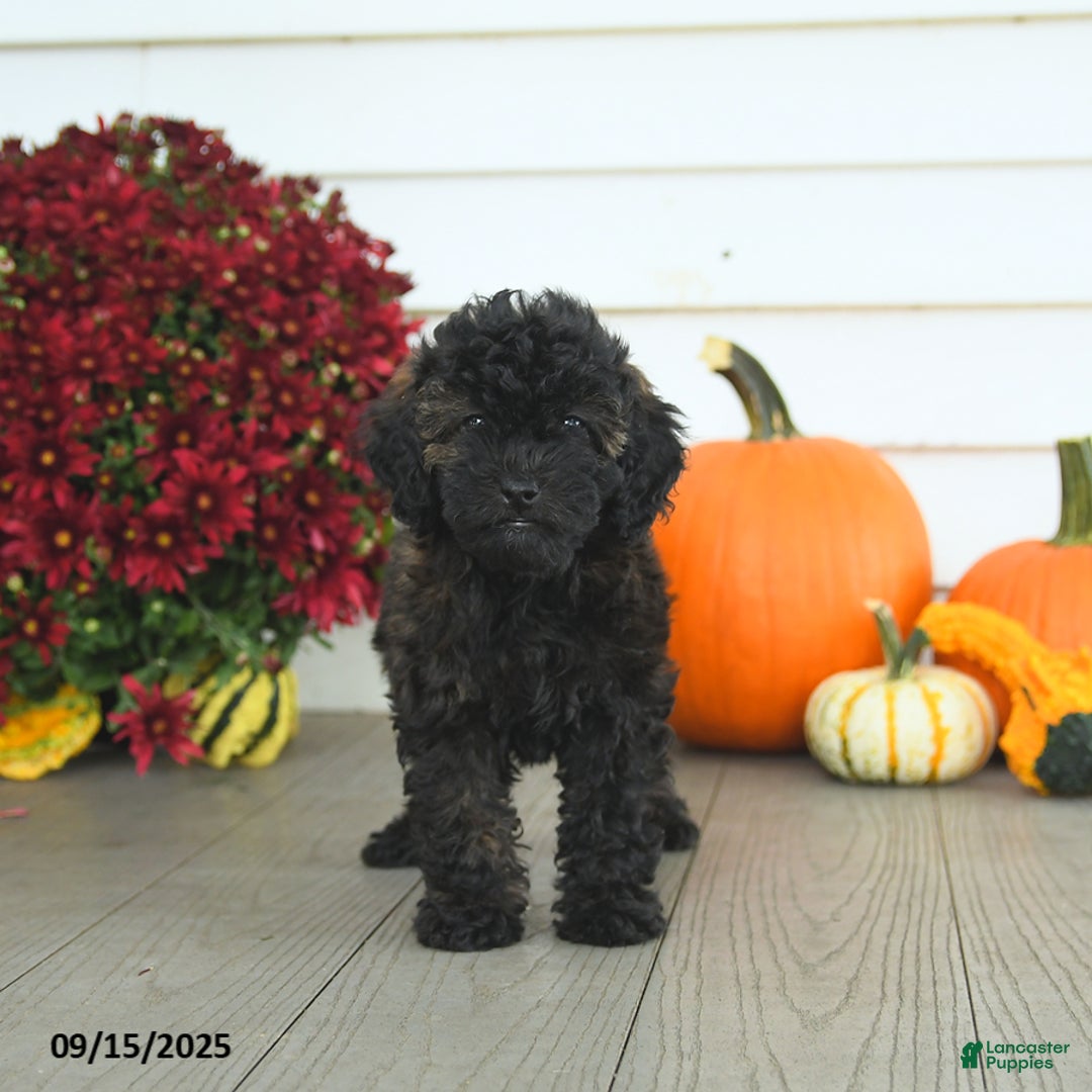 Mini Goldendoodle dogs for sale: Coconut - Image 12
