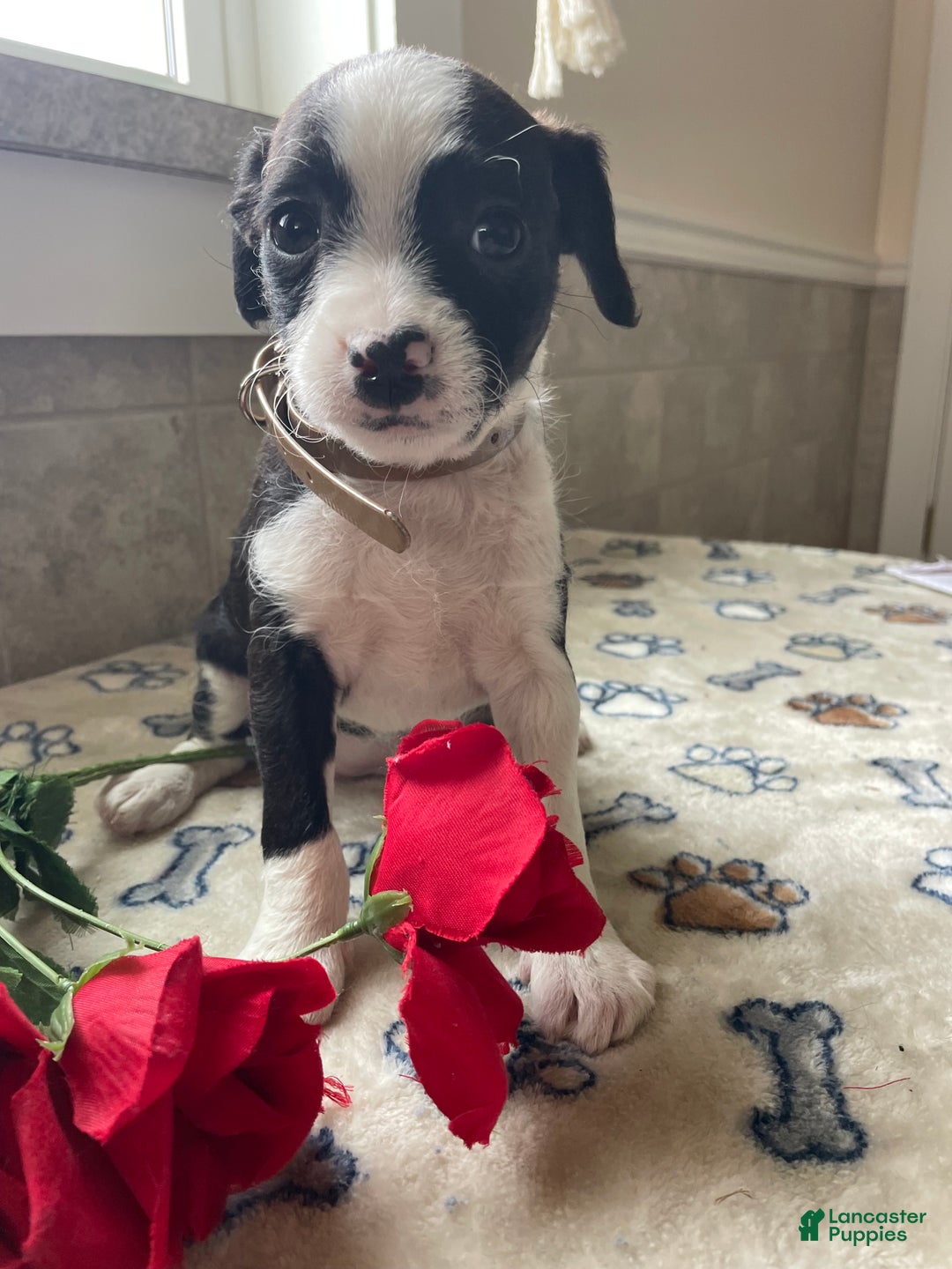 Mixed Breed dogs for sale: Piper - Ad 2