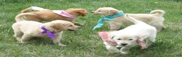 Golden Retriever dogs for sale: AKC Golden - Ad 3