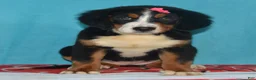 Bernese Mountain Dog dogs for sale: Eva - Ad 1