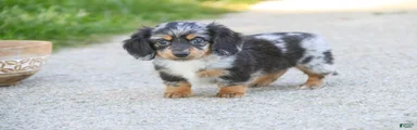 Belle Miniature Dachshund 