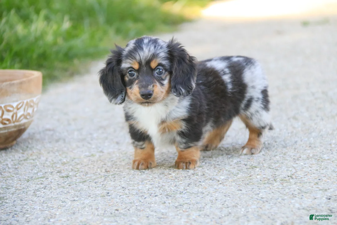 Miniature Dachshund dogs for sale: Belle Miniature Dachshund  - Ad 1