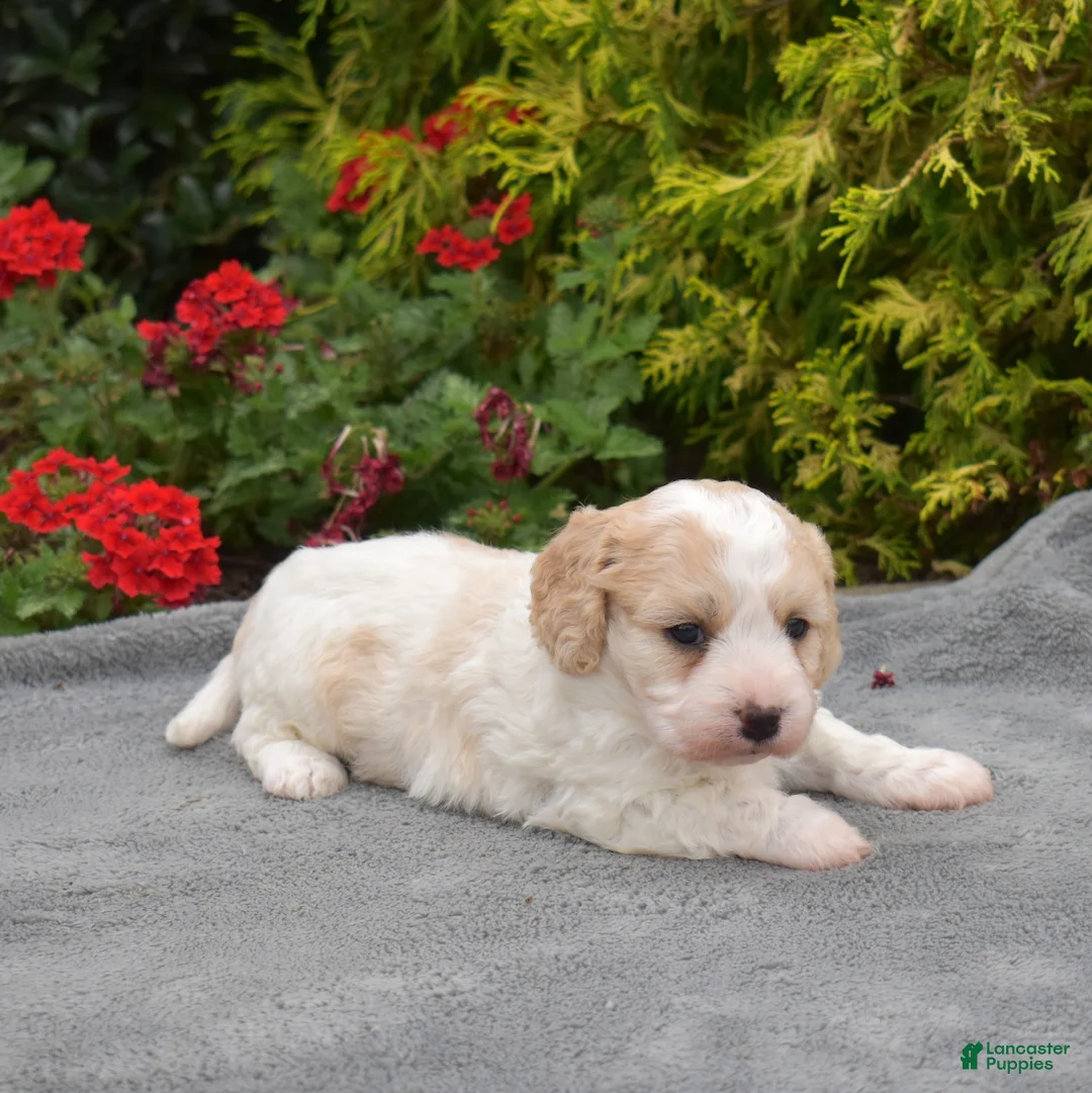 Cavachon dogs for sale: Angel - Ad 6