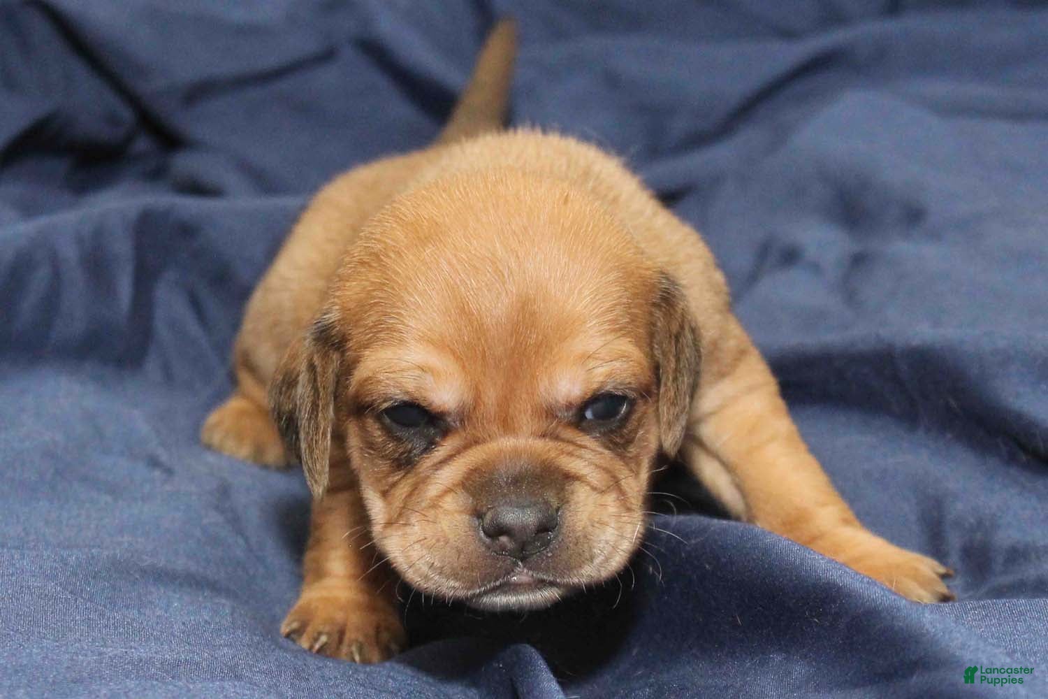 Puggle dogs for sale: Bambi - Ad 1