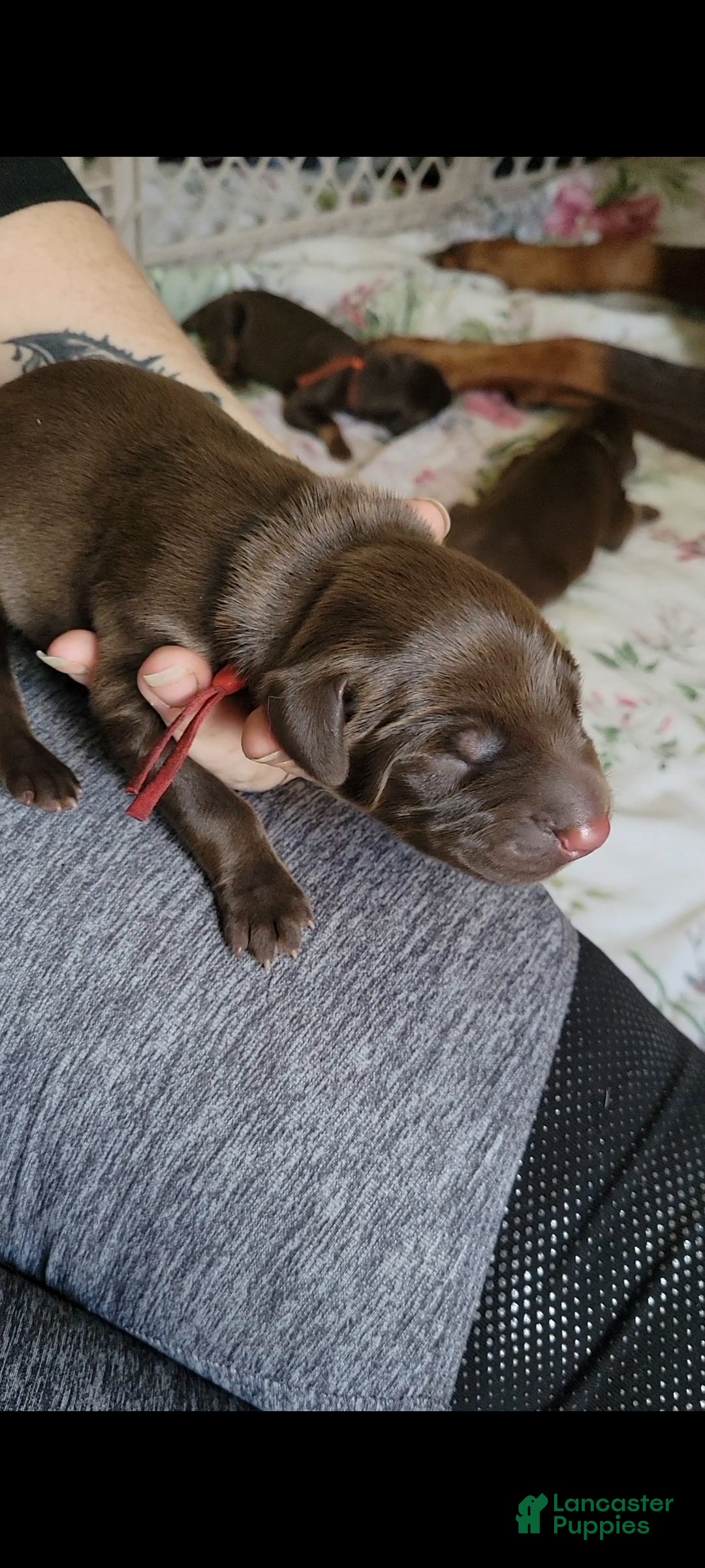 Doberman Pinscher dogs Doberman Pinscher Puppy 1 - Ad 2